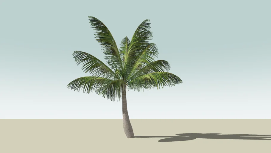Coconut Palm