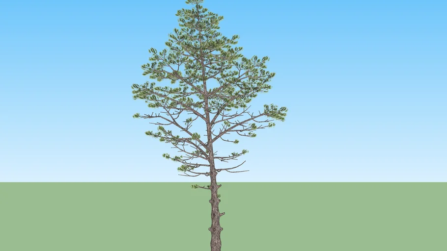 Pinus
