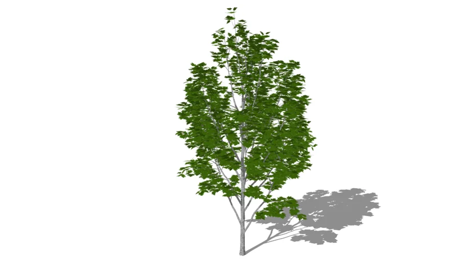 3D Silver Maple Tree Acer saccharinum
