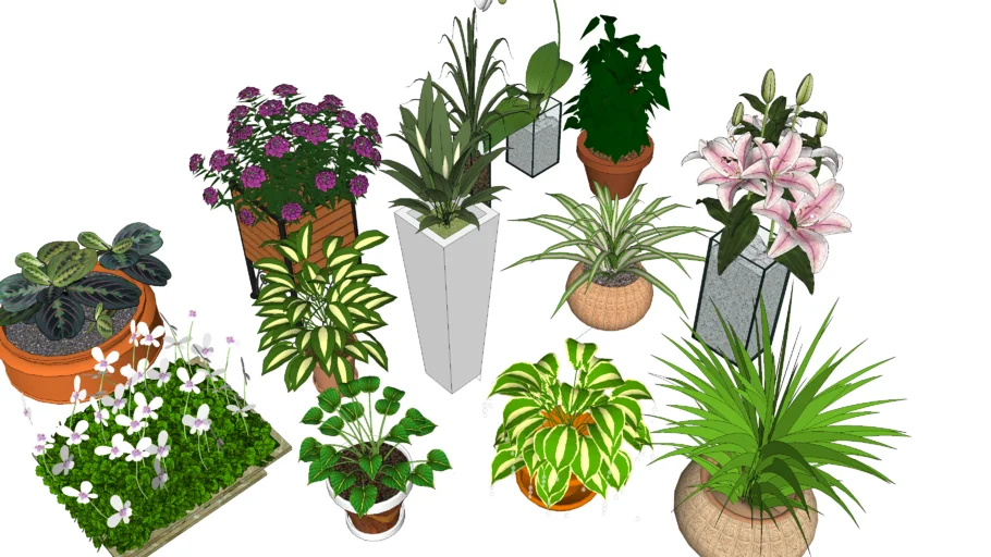 PLANTAS DE ADORNO