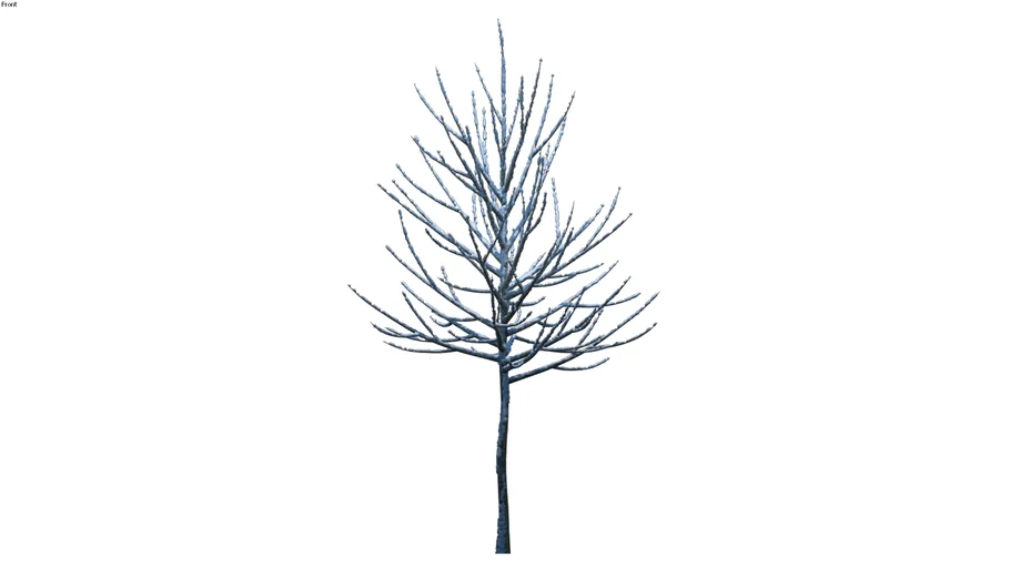 Arbol sin Hojas