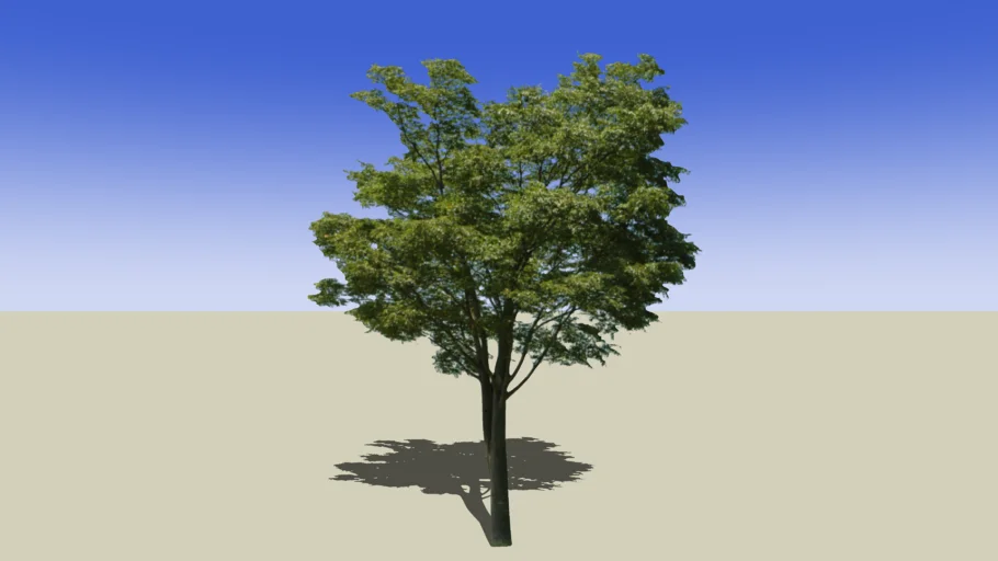 2D Tree_01