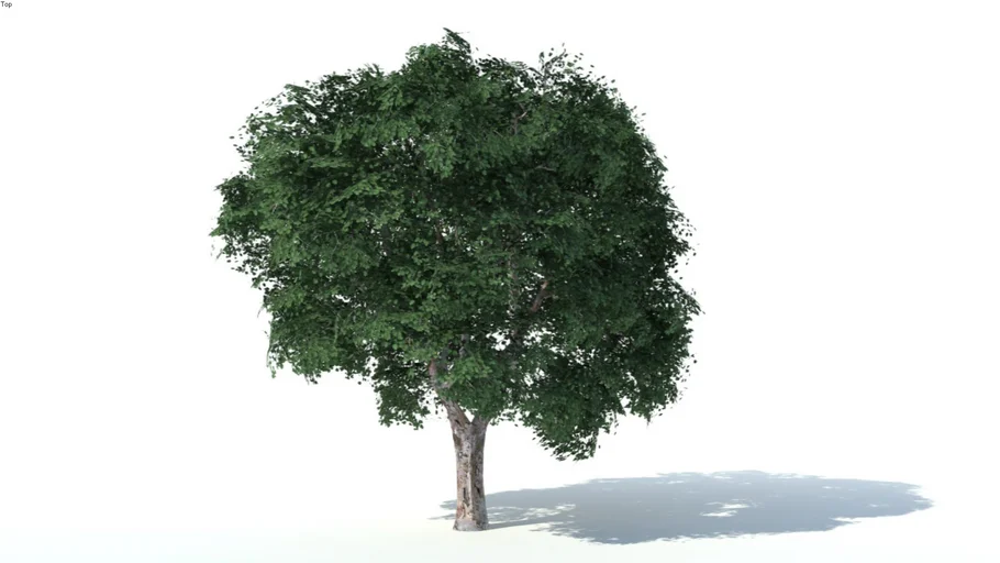 Low poly 3d tree (002)
