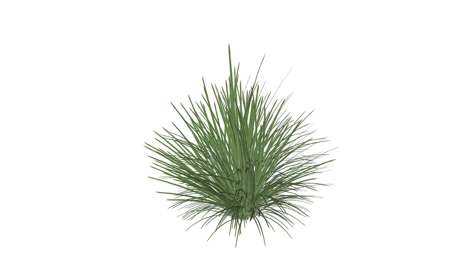 Ilalang_weeds