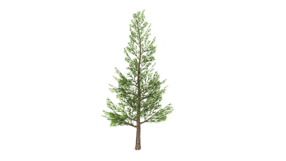 Spruce Tree