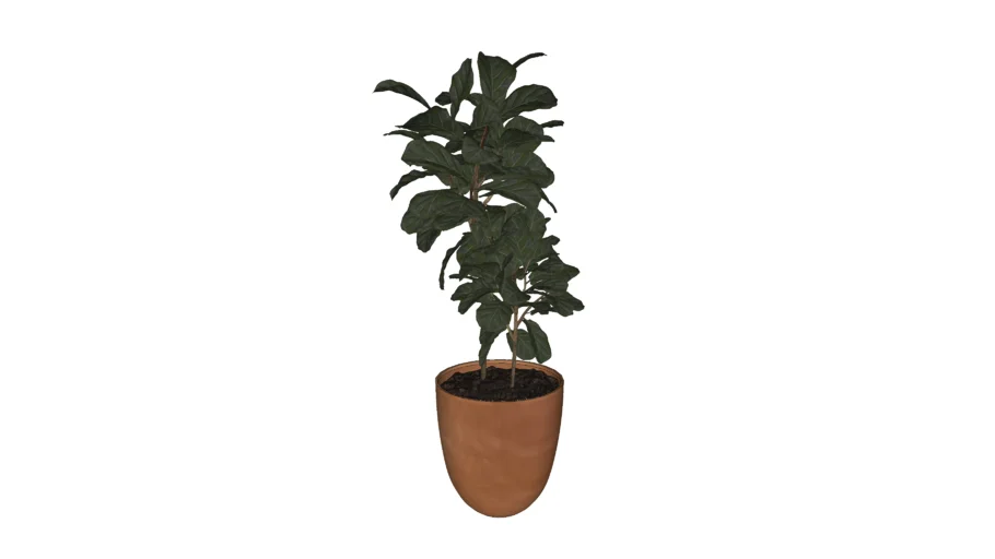 Vaso Planta