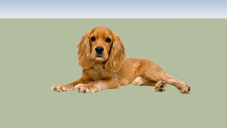 Cocker Spaniel
