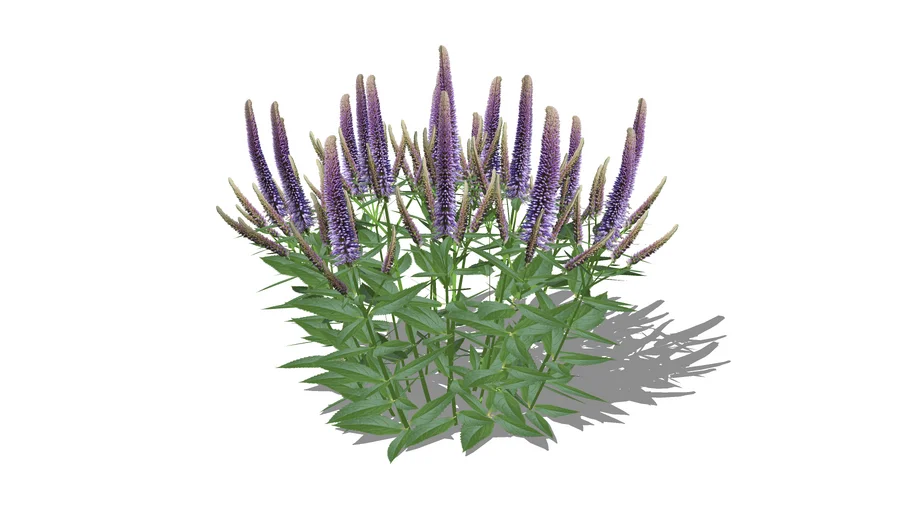 Veronica Speedwell Blue