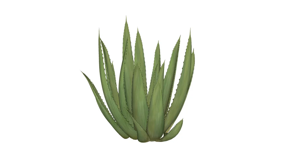 aloe vera spray selber machen Aloe Vera Spray | JUNGLÜCK main image 1