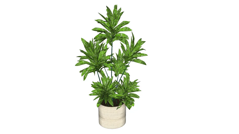 盆栽 Potted plants