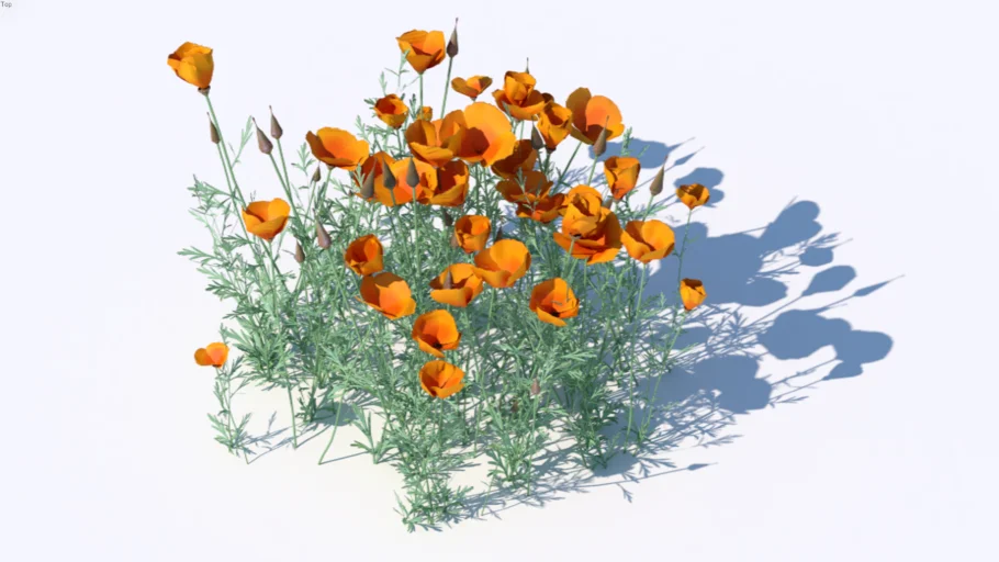 Escholtzia californica - California Poppy
