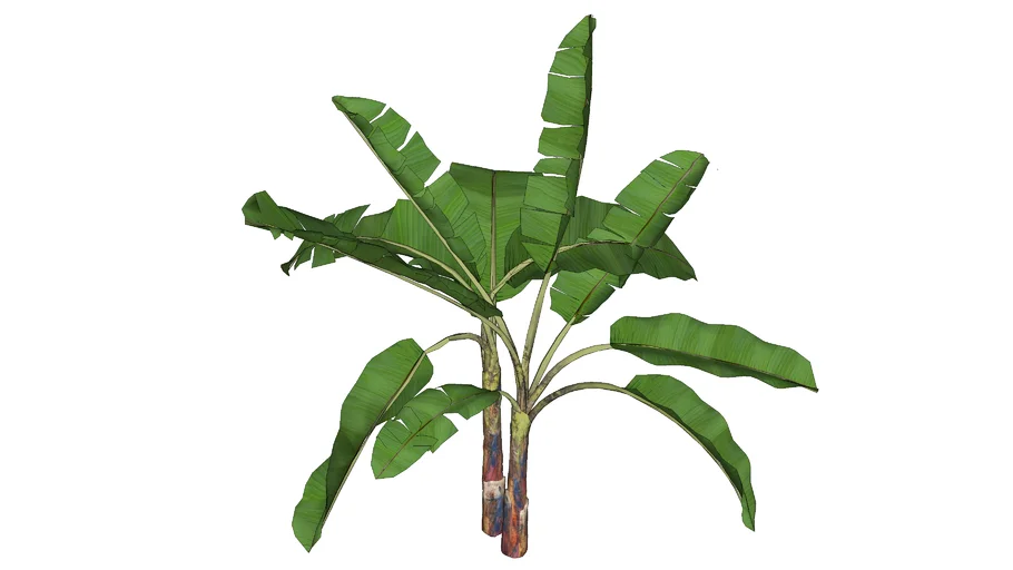 Banana Tree | Enscape Ready