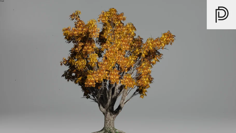 Amur_Cork_Fall_RT | 3D Warehouse