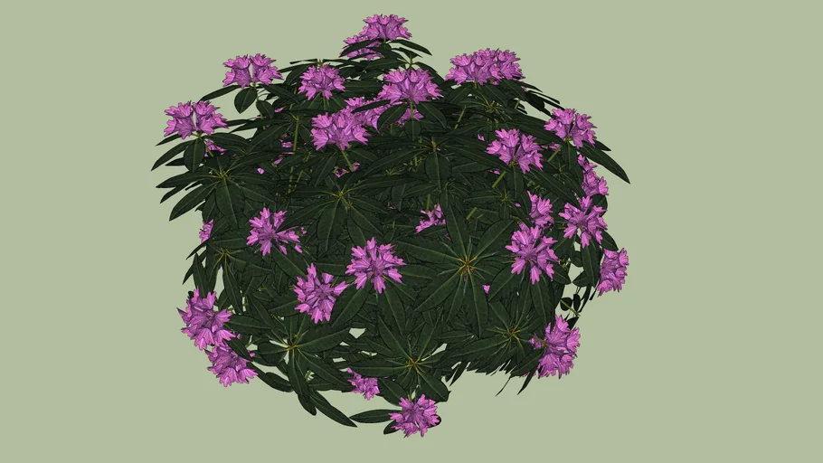 Rhododendron