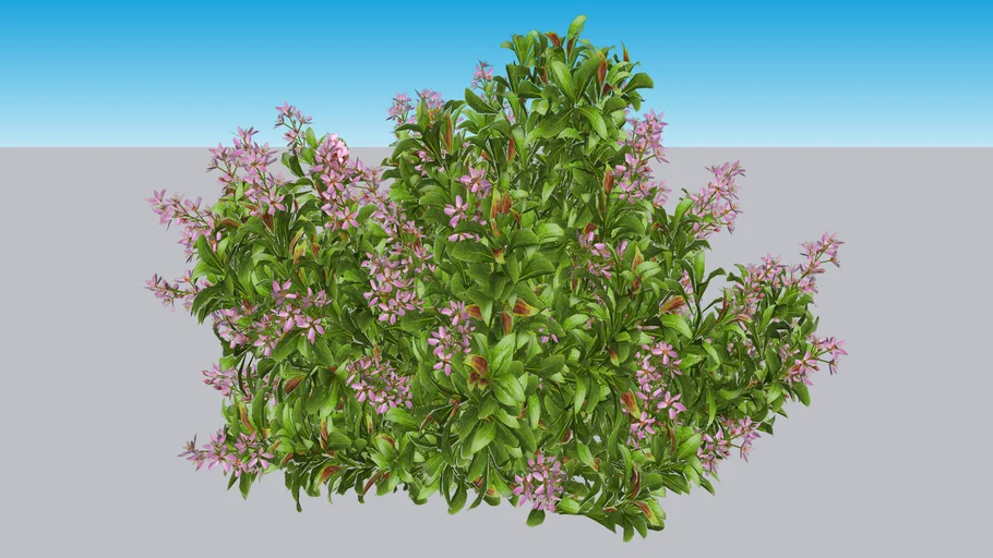 La Vida Grande® Indian Hawthorn - Rhaphiolepis indica