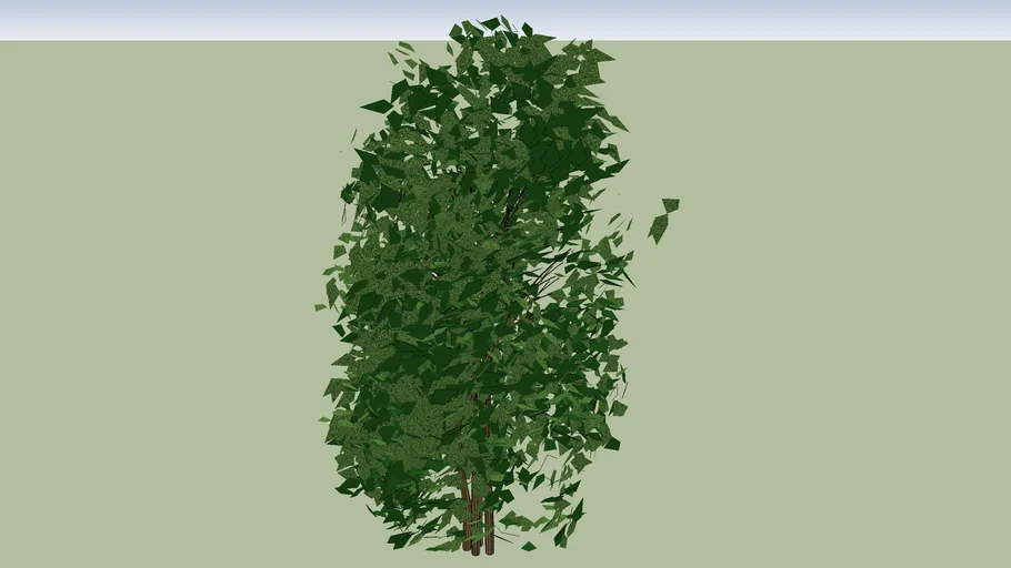 Upright Yaupon Holly