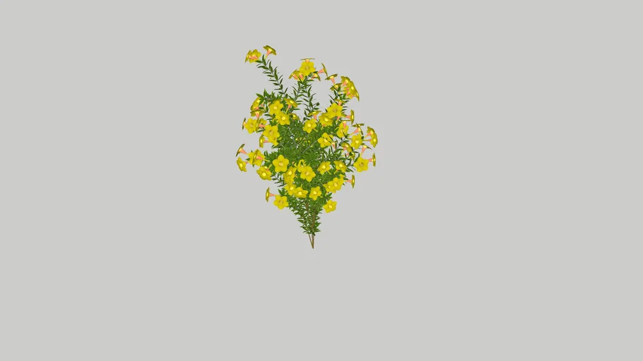 Allamanda polyantha -k