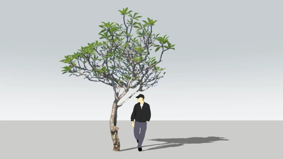 frangipani tree