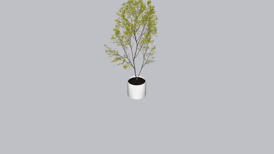 Xian, Plant_1