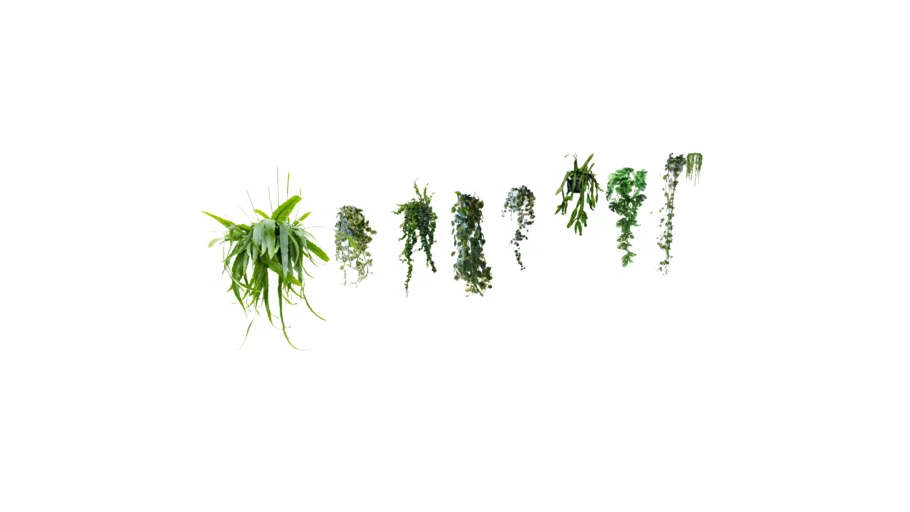 hanging plants indoor