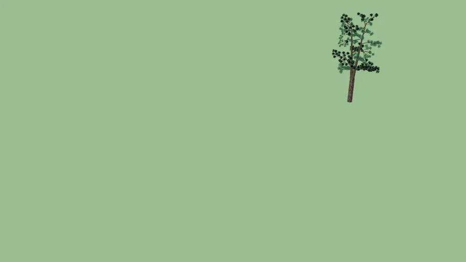 Pohon Twin Pine