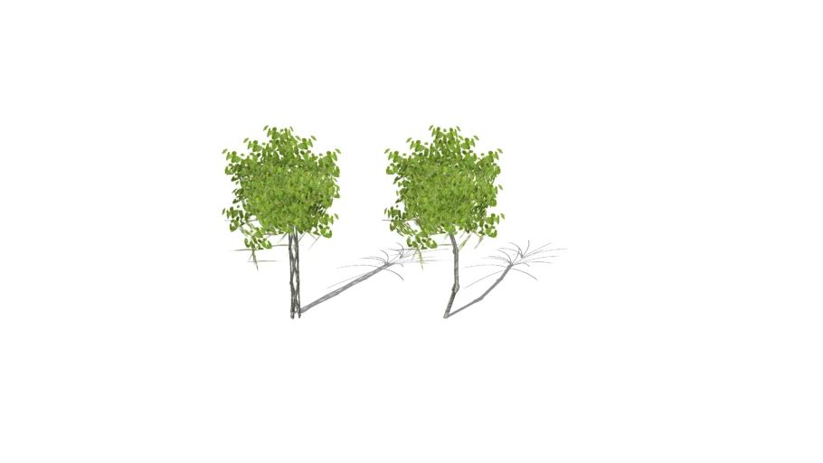 ficus