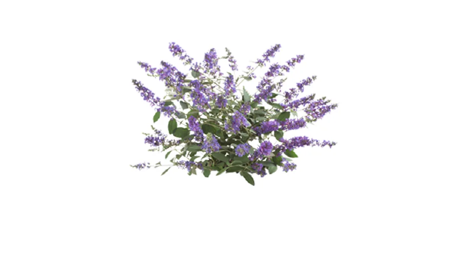 Lo & Behold® 'Blue Chip Jr.' Buddleia