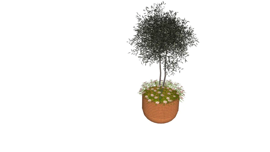 Olive Tree in pot