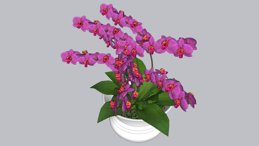FLORES