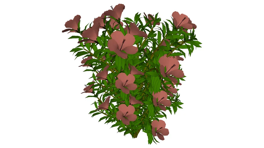 HIBISCUS