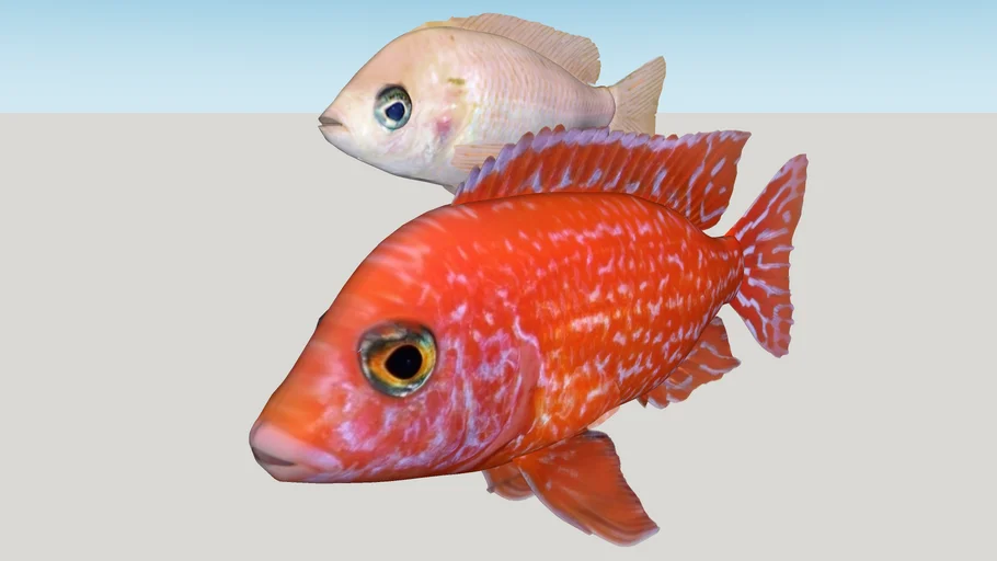 Ciclido Africano, Aulonocara firefish Coral Red