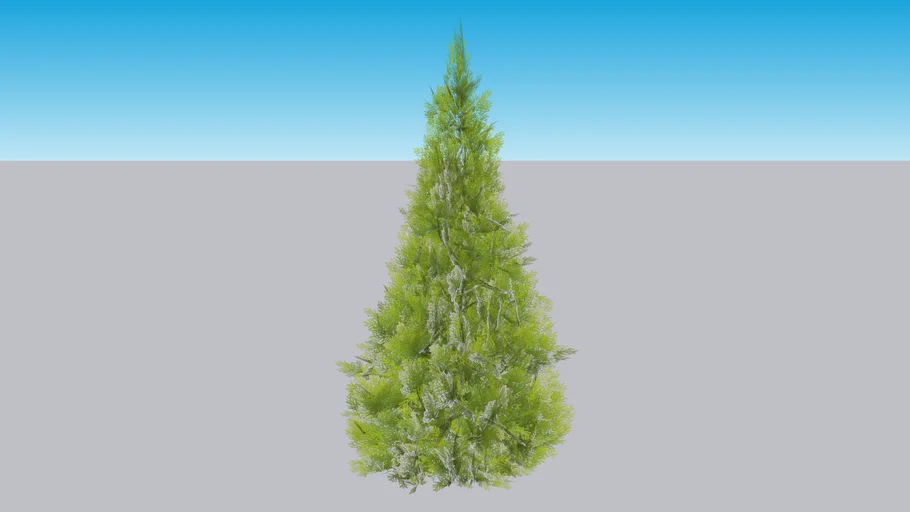 Fluffy® Arborvitae - Thuja plicata