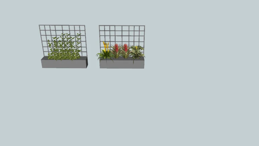jardinera celosia