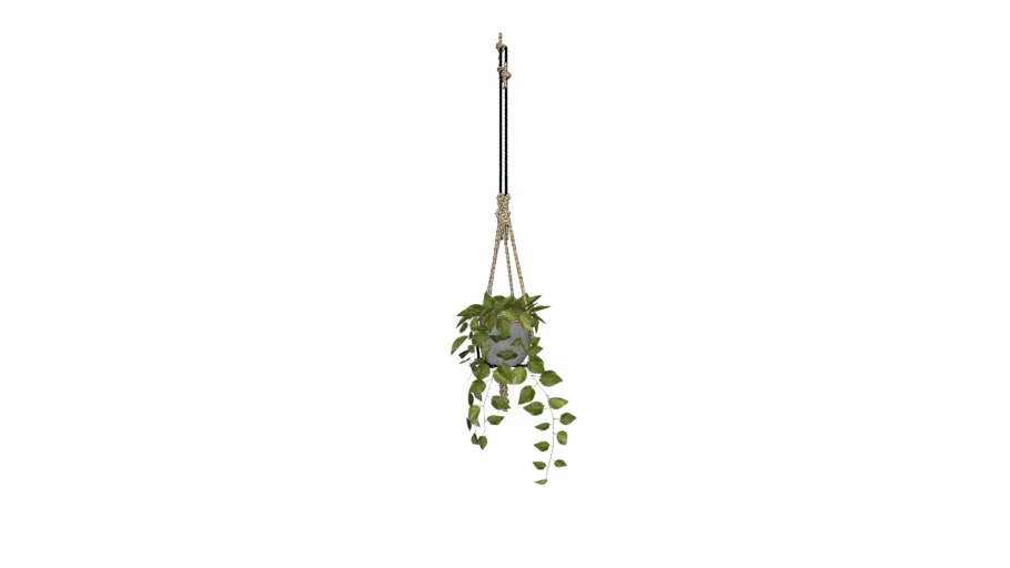 00FW_hanging plants