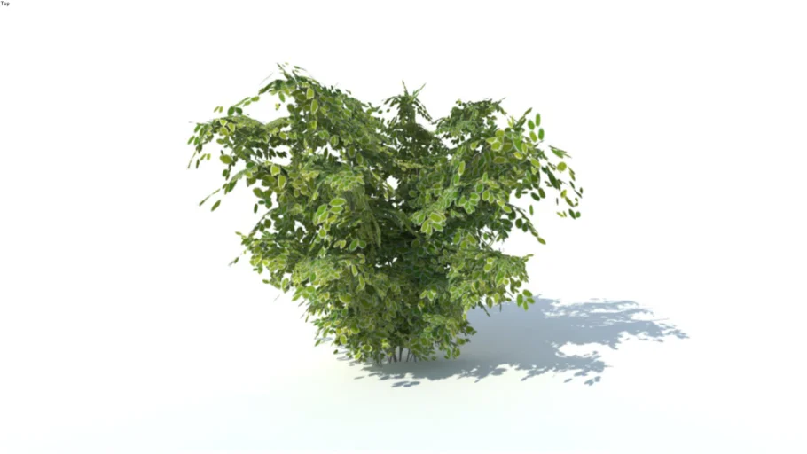 Low poly 3d tree bush (016)