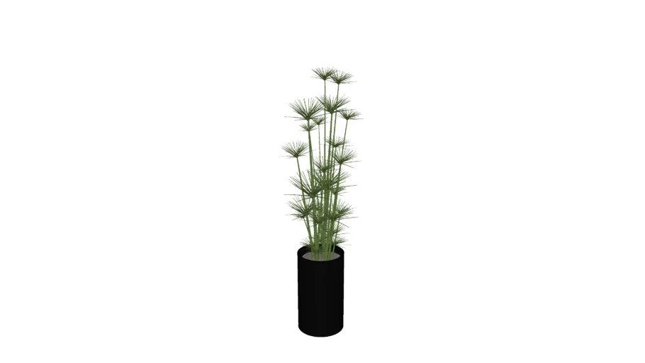papiro