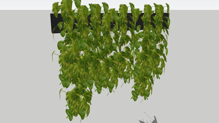 Planta Jiboia Pendente