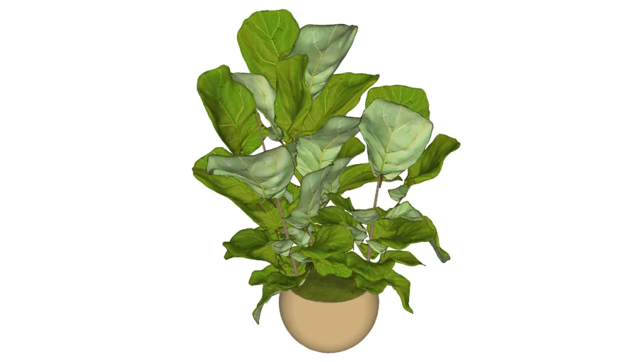 Ficus Lyrata