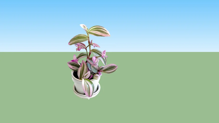 Tradescantia
