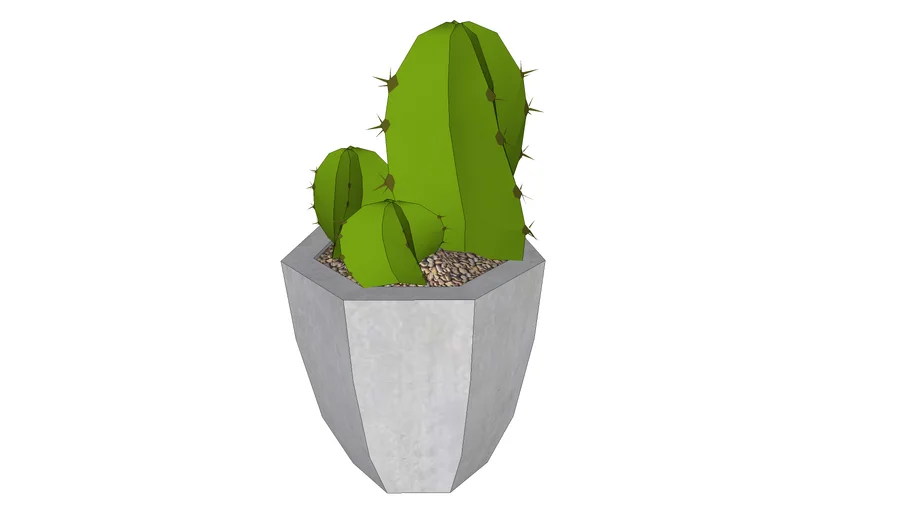 Potted Cactus