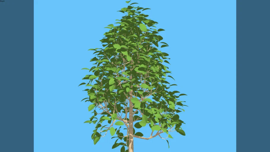 Ficus tree small