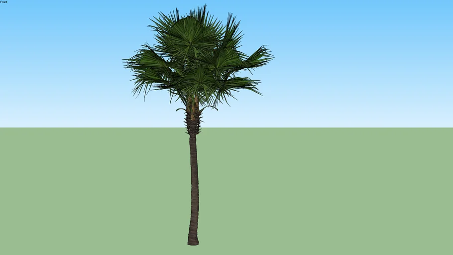 Palmeira Leque de Fiji - Pritchardia pacifica