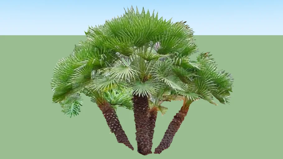 palm