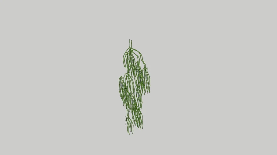 Rhipsalis
