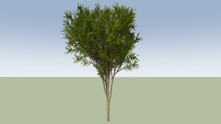 Australian Tea Tree (Melaleuca alternifolia)_3 | 3D Warehouse