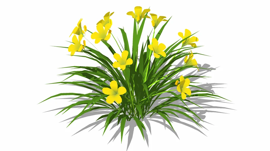 Yellow Daylily