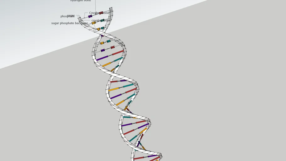 DNA model with labled parts