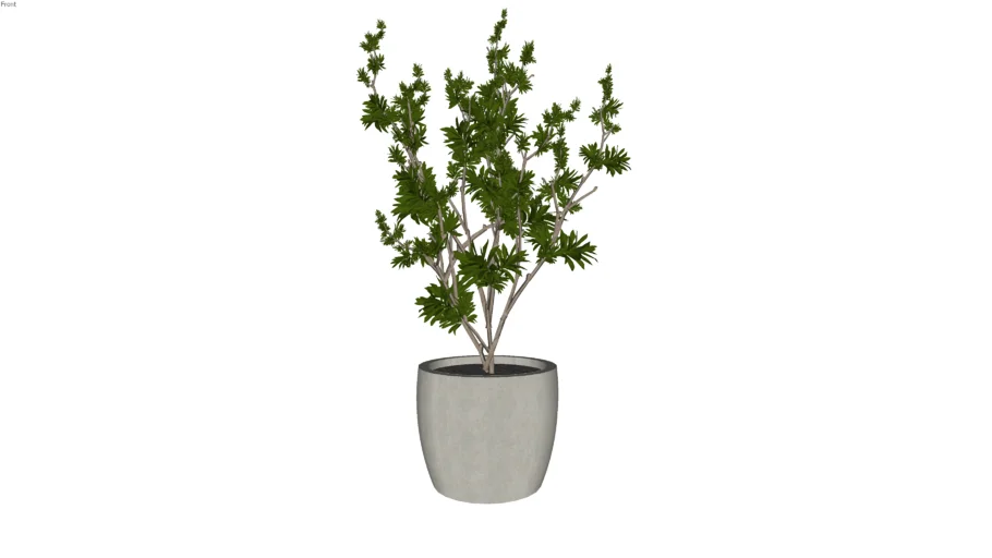 plant