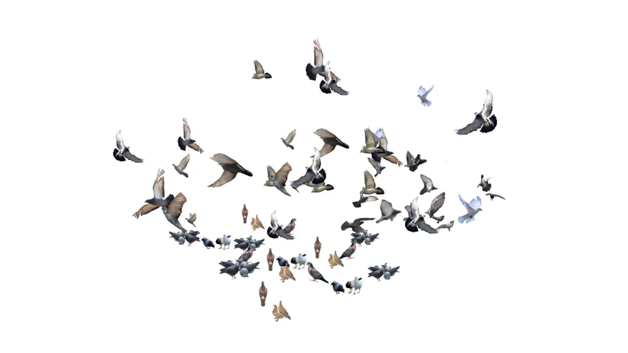 aves.skp (883 kB)