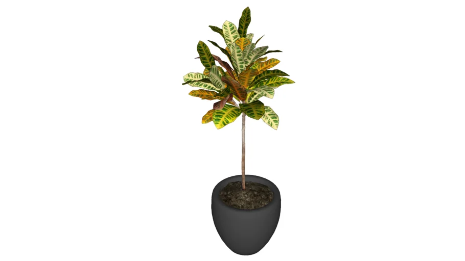 Planta Croton 02